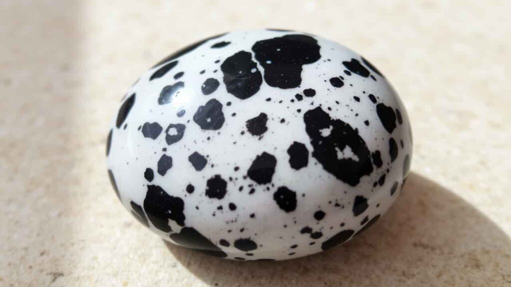 Dalmatian Jasper